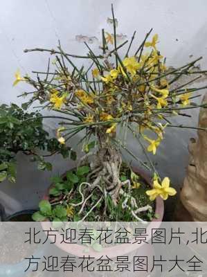 北方迎春花盆景图片,北方迎春花盆景图片大全-第2张图片-花卉百科