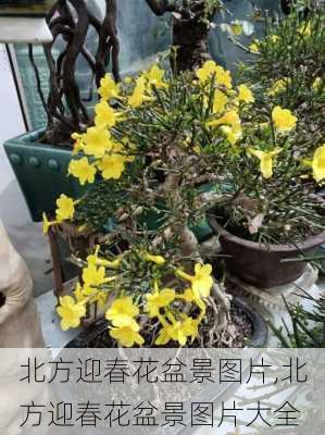 北方迎春花盆景图片,北方迎春花盆景图片大全-第3张图片-花卉百科