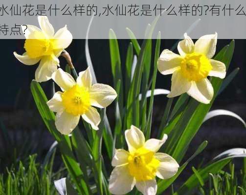 水仙花是什么样的,水仙花是什么样的?有什么特点?-第2张图片-花卉百科