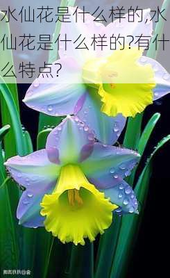 水仙花是什么样的,水仙花是什么样的?有什么特点?