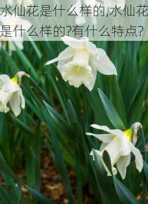 水仙花是什么样的,水仙花是什么样的?有什么特点?-第3张图片-花卉百科