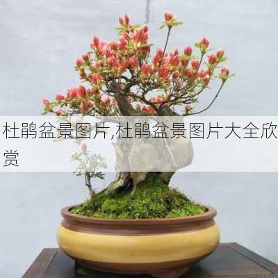 杜鹃盆景图片,杜鹃盆景图片大全欣赏-第2张图片-花卉百科