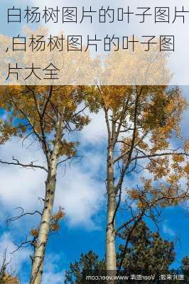 白杨树图片的叶子图片,白杨树图片的叶子图片大全-第2张图片-花卉百科