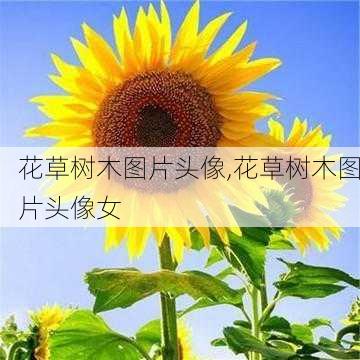 花草树木图片头像,花草树木图片头像女-第3张图片-花卉百科