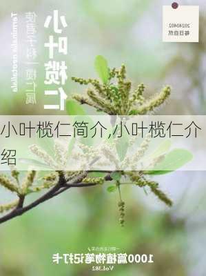 小叶榄仁简介,小叶榄仁介绍-第2张图片-花卉百科