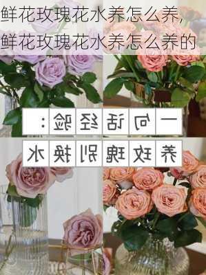 鲜花玫瑰花水养怎么养,鲜花玫瑰花水养怎么养的