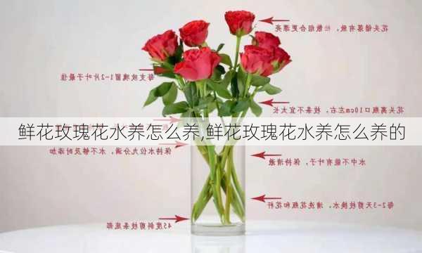 鲜花玫瑰花水养怎么养,鲜花玫瑰花水养怎么养的-第2张图片-花卉百科