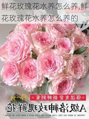 鲜花玫瑰花水养怎么养,鲜花玫瑰花水养怎么养的-第3张图片-花卉百科