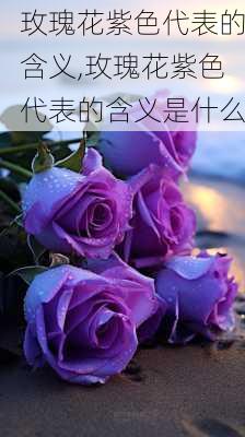 玫瑰花紫色代表的含义,玫瑰花紫色代表的含义是什么