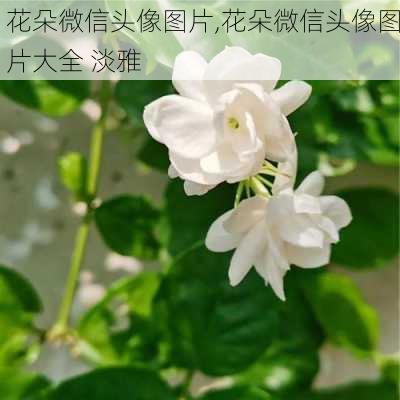 花朵微信头像图片,花朵微信头像图片大全 淡雅-第3张图片-花卉百科