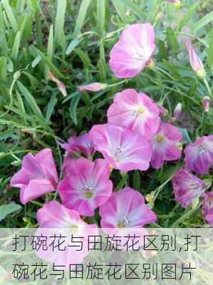 打碗花与田旋花区别,打碗花与田旋花区别图片-第3张图片-花卉百科