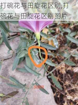 打碗花与田旋花区别,打碗花与田旋花区别图片-第2张图片-花卉百科