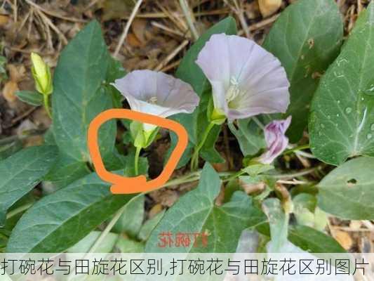 打碗花与田旋花区别,打碗花与田旋花区别图片-第1张图片-花卉百科