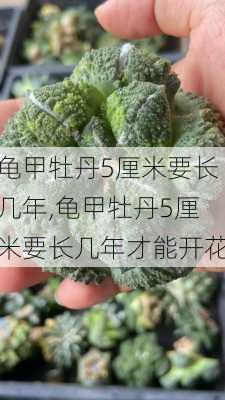 龟甲牡丹5厘米要长几年,龟甲牡丹5厘米要长几年才能开花-第2张图片-花卉百科