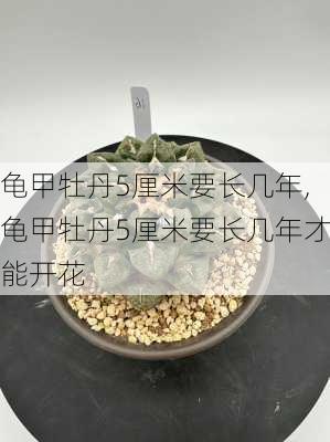 龟甲牡丹5厘米要长几年,龟甲牡丹5厘米要长几年才能开花-第3张图片-花卉百科