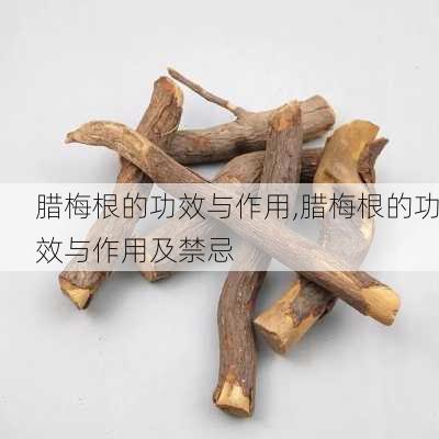 腊梅根的功效与作用,腊梅根的功效与作用及禁忌