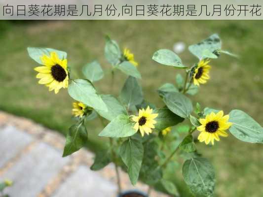 向日葵花期是几月份,向日葵花期是几月份开花