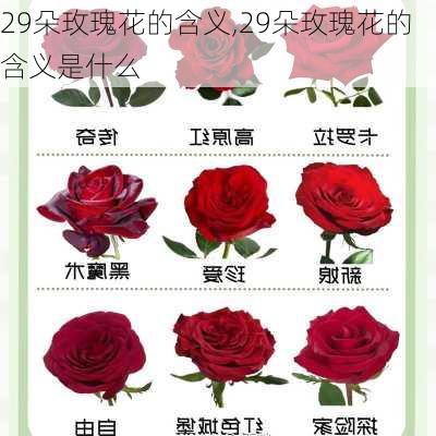 29朵玫瑰花的含义,29朵玫瑰花的含义是什么-第2张图片-花卉百科