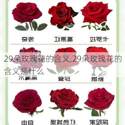 29朵玫瑰花的含义,29朵玫瑰花的含义是什么