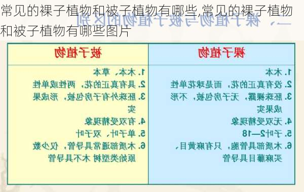 常见的裸子植物和被子植物有哪些,常见的裸子植物和被子植物有哪些图片