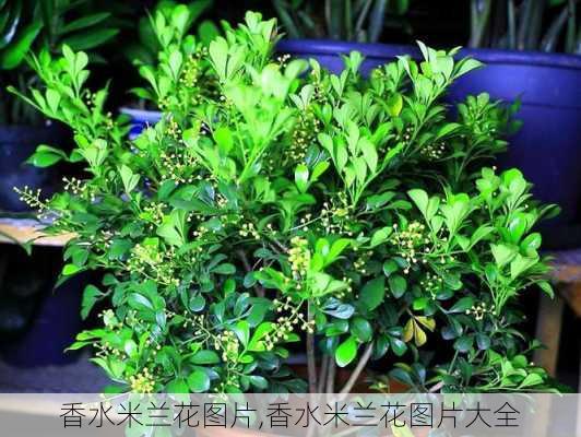 香水米兰花图片,香水米兰花图片大全-第2张图片-花卉百科