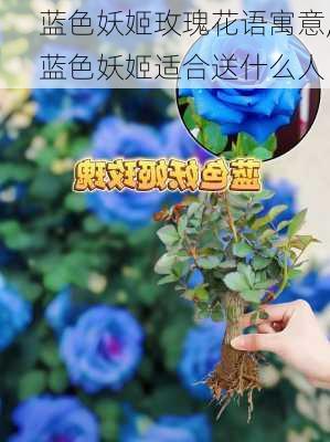 蓝色妖姬玫瑰花语寓意,蓝色妖姬适合送什么人-第3张图片-花卉百科