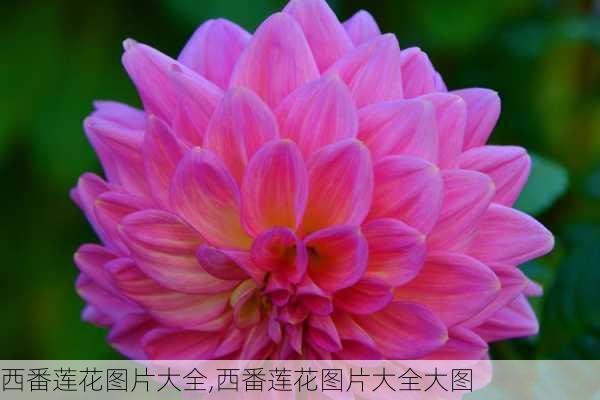 西番莲花图片大全,西番莲花图片大全大图-第2张图片-花卉百科