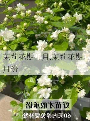 茉莉花期几月,茉莉花期几月份