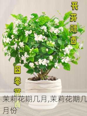 茉莉花期几月,茉莉花期几月份-第3张图片-花卉百科