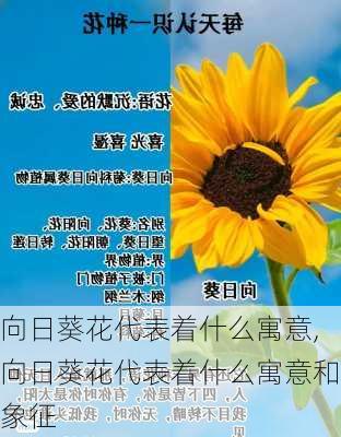 向日葵花代表着什么寓意,向日葵花代表着什么寓意和象征