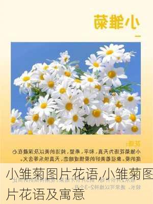 小雏菊图片花语,小雏菊图片花语及寓意