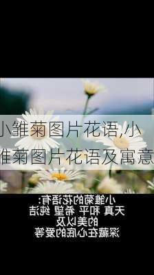 小雏菊图片花语,小雏菊图片花语及寓意-第2张图片-花卉百科