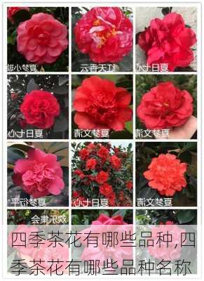 四季茶花有哪些品种,四季茶花有哪些品种名称-第2张图片-花卉百科