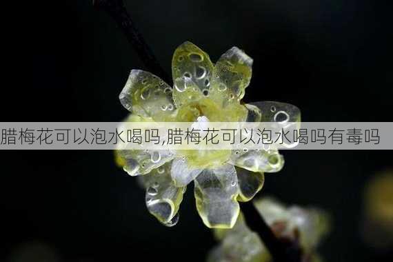 腊梅花可以泡水喝吗,腊梅花可以泡水喝吗有毒吗-第2张图片-花卉百科