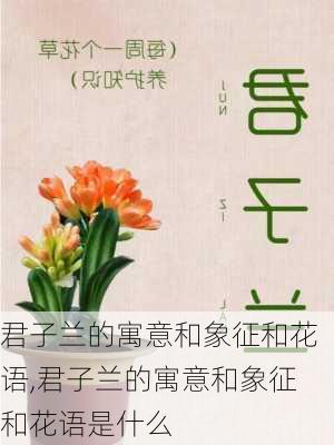 君子兰的寓意和象征和花语,君子兰的寓意和象征和花语是什么-第1张图片-花卉百科