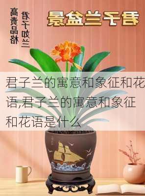 君子兰的寓意和象征和花语,君子兰的寓意和象征和花语是什么-第2张图片-花卉百科