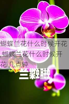 蝴蝶兰花什么时候开花,蝴蝶兰花什么时候开花 几点钟