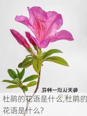 杜鹃的花语是什么,杜鹃的花语是什么?-第2张图片-花卉百科