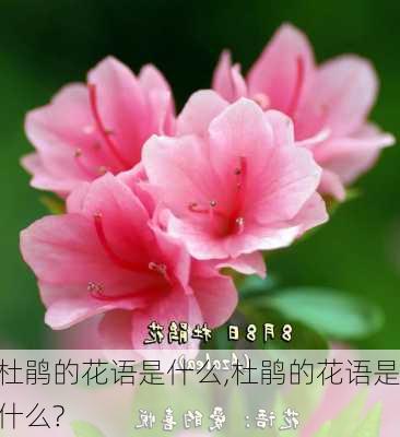 杜鹃的花语是什么,杜鹃的花语是什么?-第3张图片-花卉百科