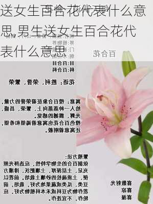 送女生百合花代表什么意思,男生送女生百合花代表什么意思-第2张图片-花卉百科