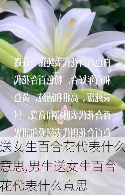 送女生百合花代表什么意思,男生送女生百合花代表什么意思