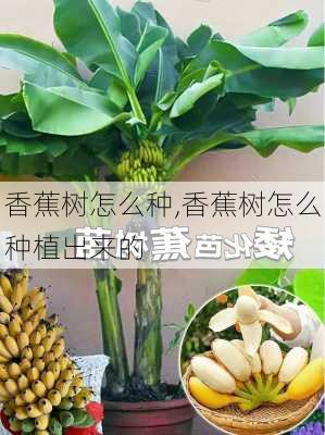 香蕉树怎么种,香蕉树怎么种植出来的