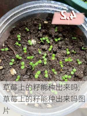 草莓上的籽能种出来吗,草莓上的籽能种出来吗图片-第2张图片-花卉百科