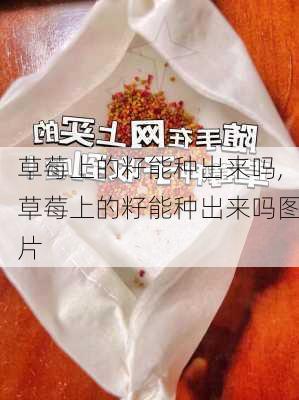 草莓上的籽能种出来吗,草莓上的籽能种出来吗图片-第3张图片-花卉百科