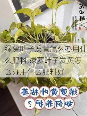 绿萝叶子发黄怎么办用什么肥料,绿萝叶子发黄怎么办用什么肥料好-第2张图片-花卉百科