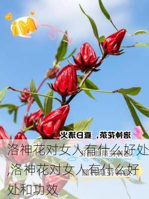 洛神花对女人有什么好处,洛神花对女人有什么好处和功效-第2张图片-花卉百科