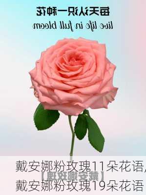 戴安娜粉玫瑰11朵花语,戴安娜粉玫瑰19朵花语-第2张图片-花卉百科