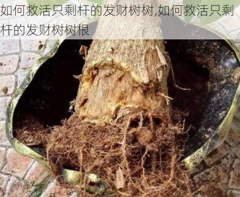 如何救活只剩杆的发财树树,如何救活只剩杆的发财树树根