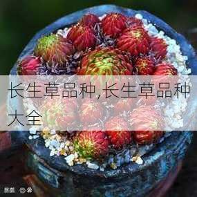 长生草品种,长生草品种大全-第2张图片-花卉百科