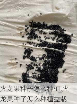 火龙果种子怎么种植,火龙果种子怎么种植盆栽-第3张图片-花卉百科